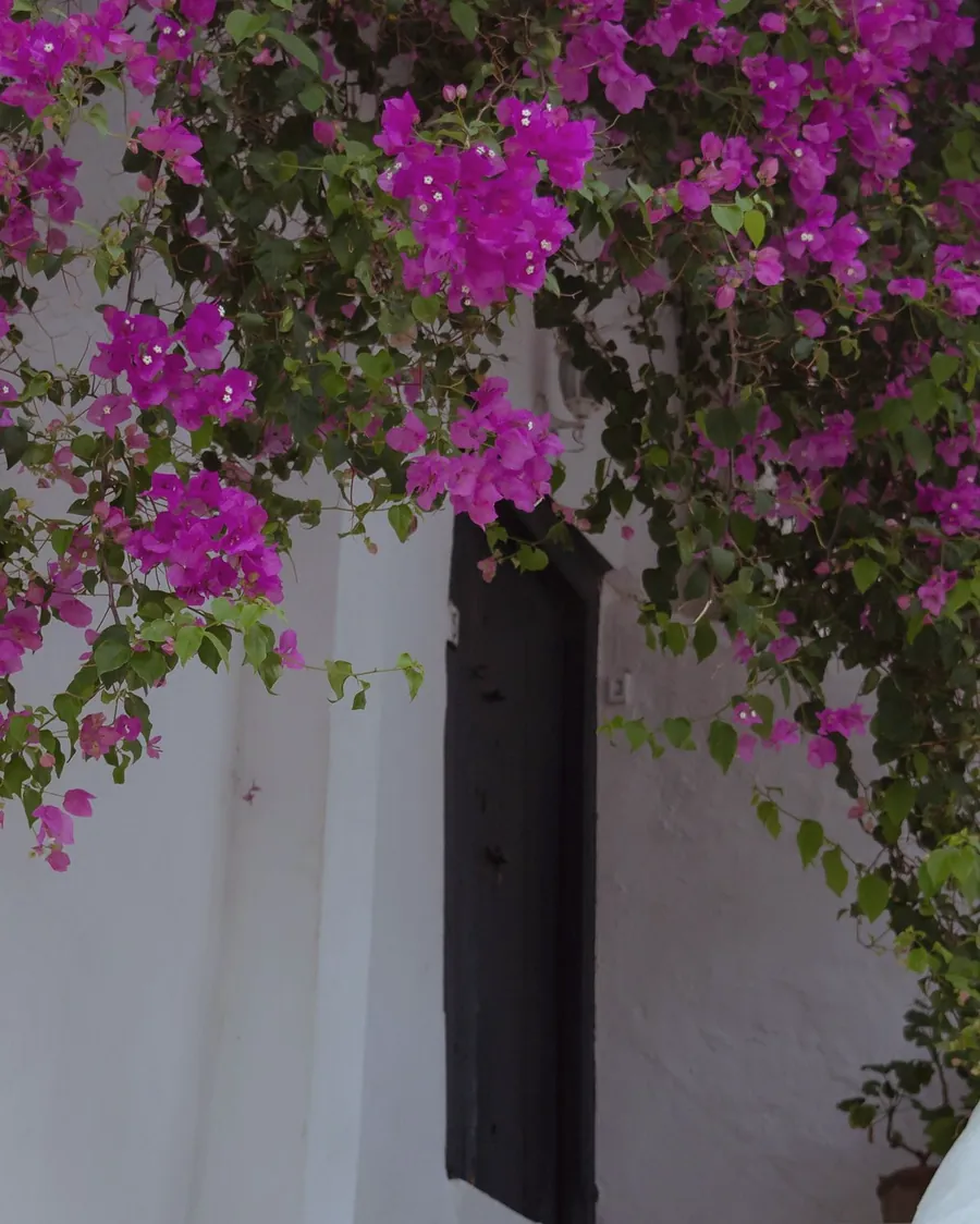 Pink bougainvillea hanging over a white doorway