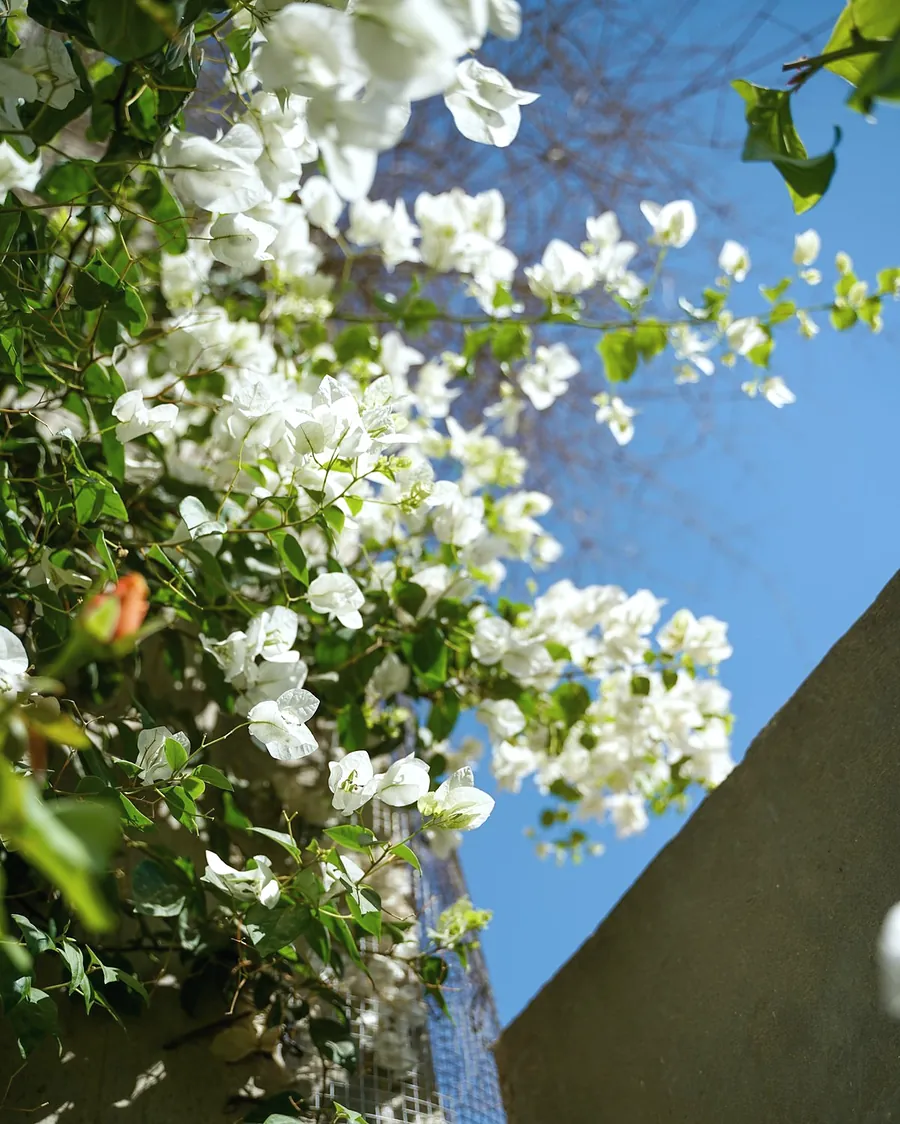 White flowers against a blue sky above the garden wall