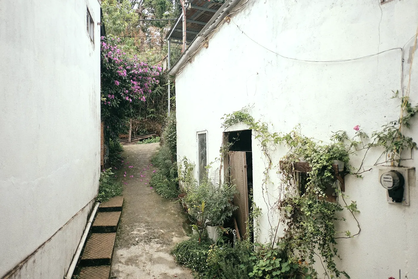 A narrow lane between whitewashed houses with climbing plants and bougainvillea