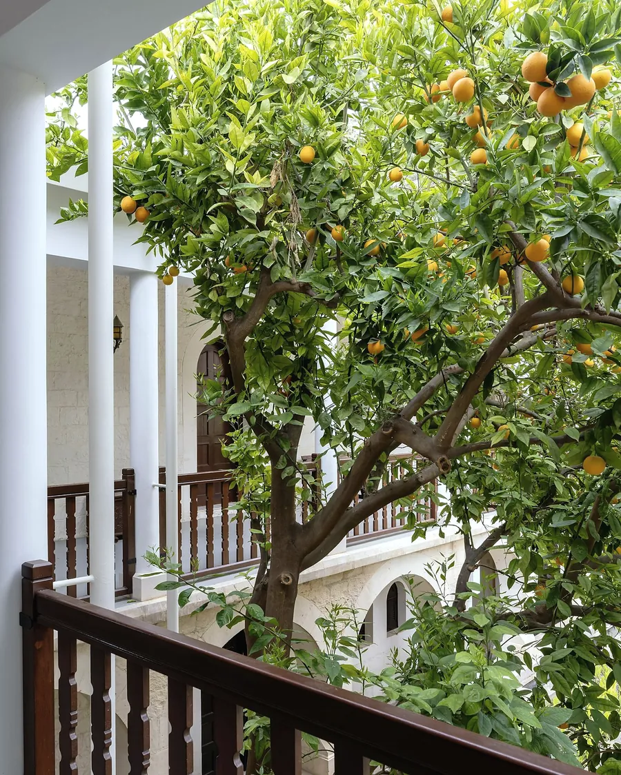 A citrus tree full of fruit beside the wooden balcony of the courtyard