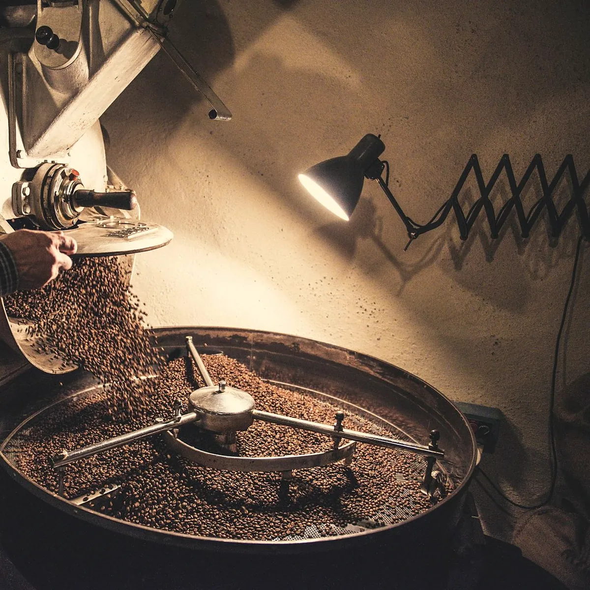 Freshly roasted coffee beans pouring out of a drum roaster into the cooling tray