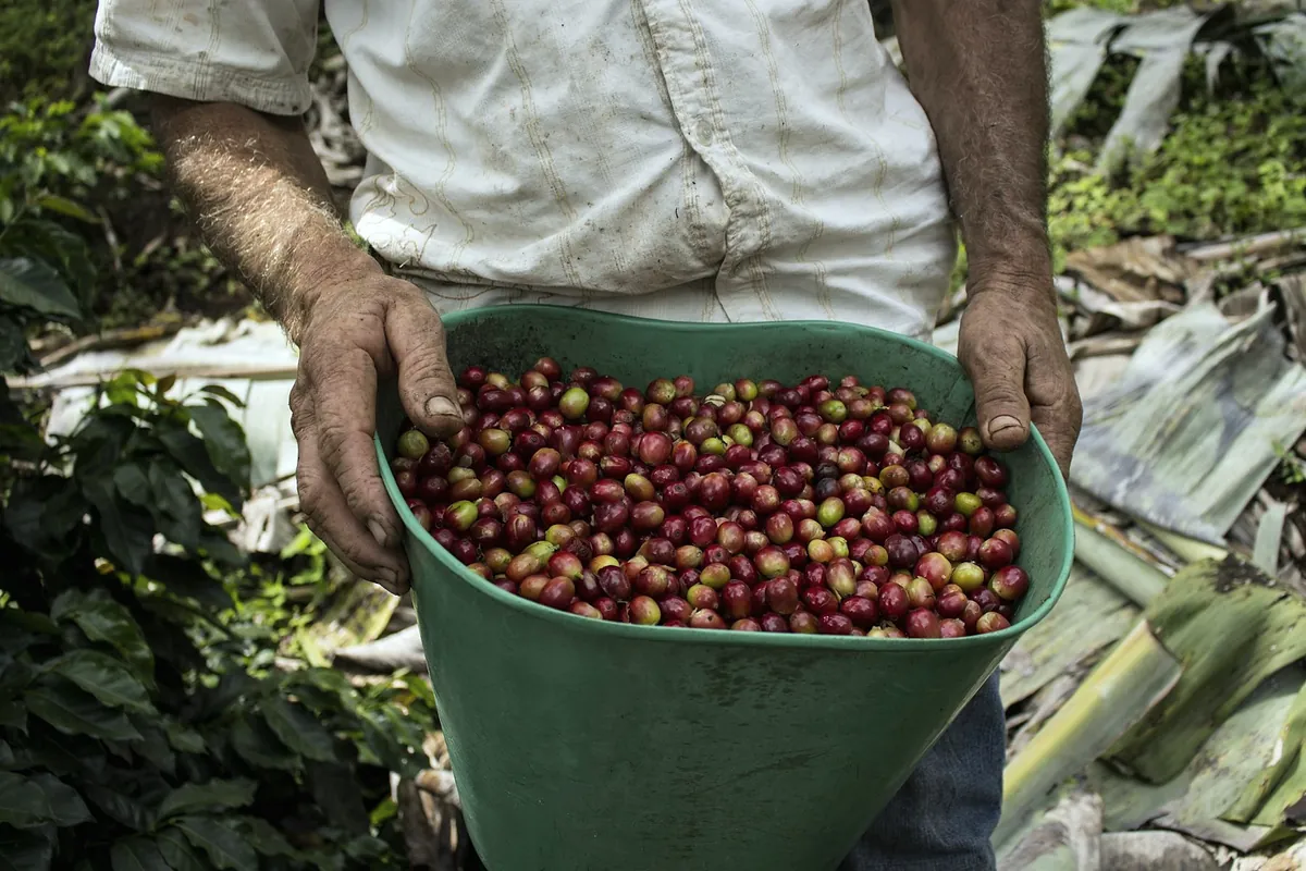 A farmer holding a bucket full of freshly picked coffee cherries