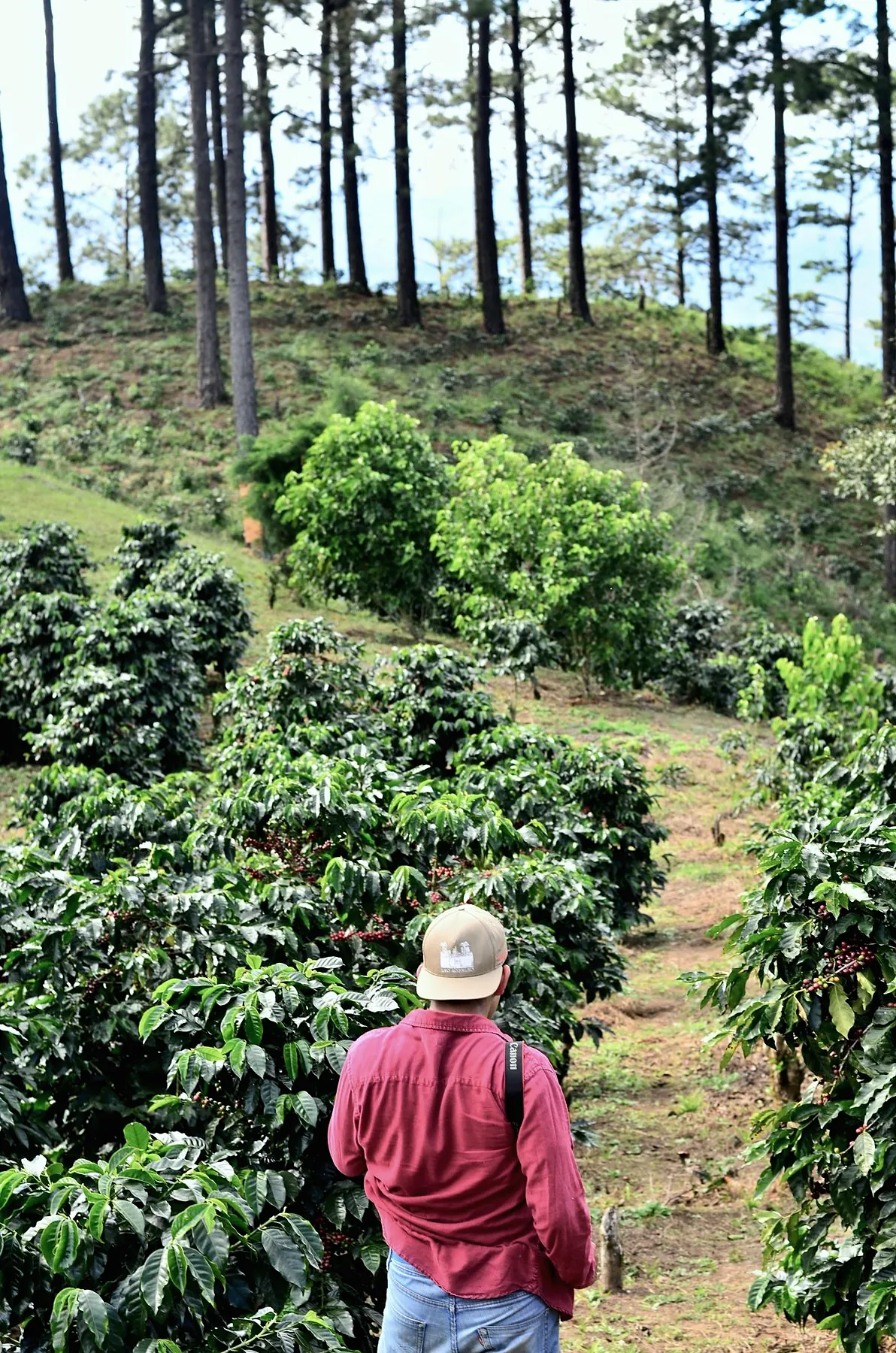 A farmer walking between rows of coffee trees on a steep hillside
