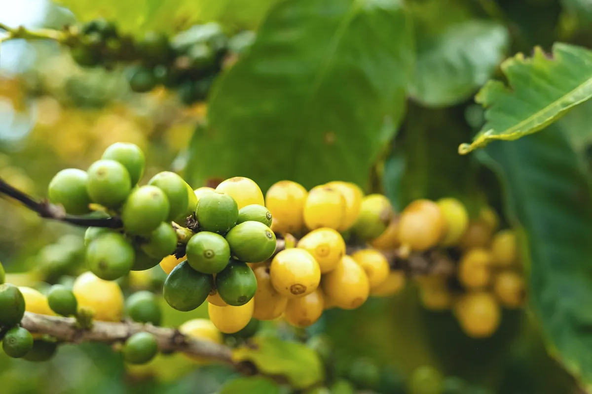 Yellow and green coffee cherries ripening on a branch