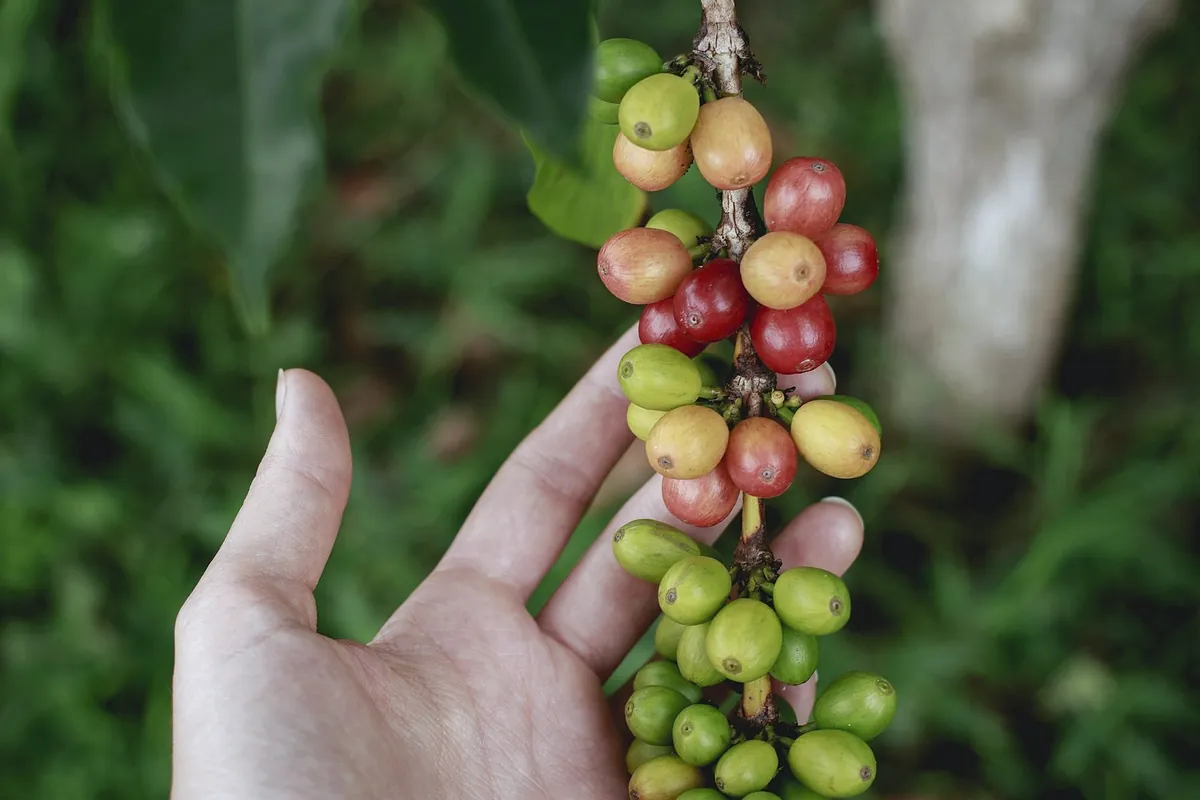 A hand under a cluster of coffee cherries, some green and some ripe