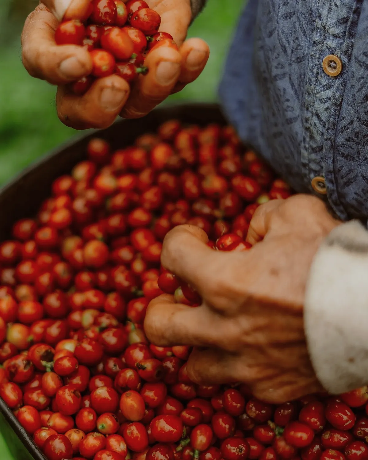 Hands sorting ripe red coffee cherries into a bucket