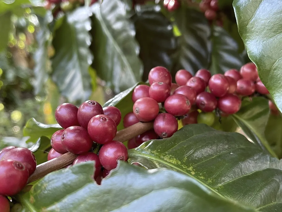 Deep red coffee cherries on a branch between dark green leaves