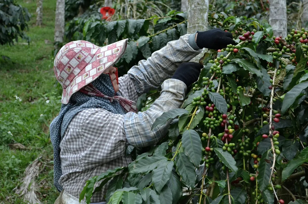 A picker in a wide hat and gloves reaching into a coffee tree