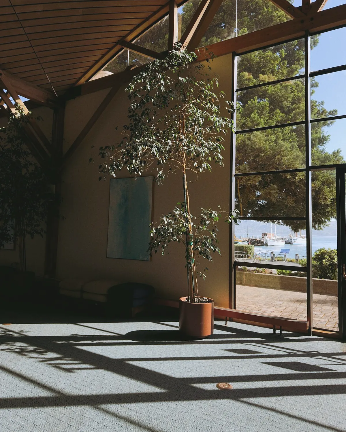 An empty hall with a tree in a pot, tall glass doors and sunlight across the floor