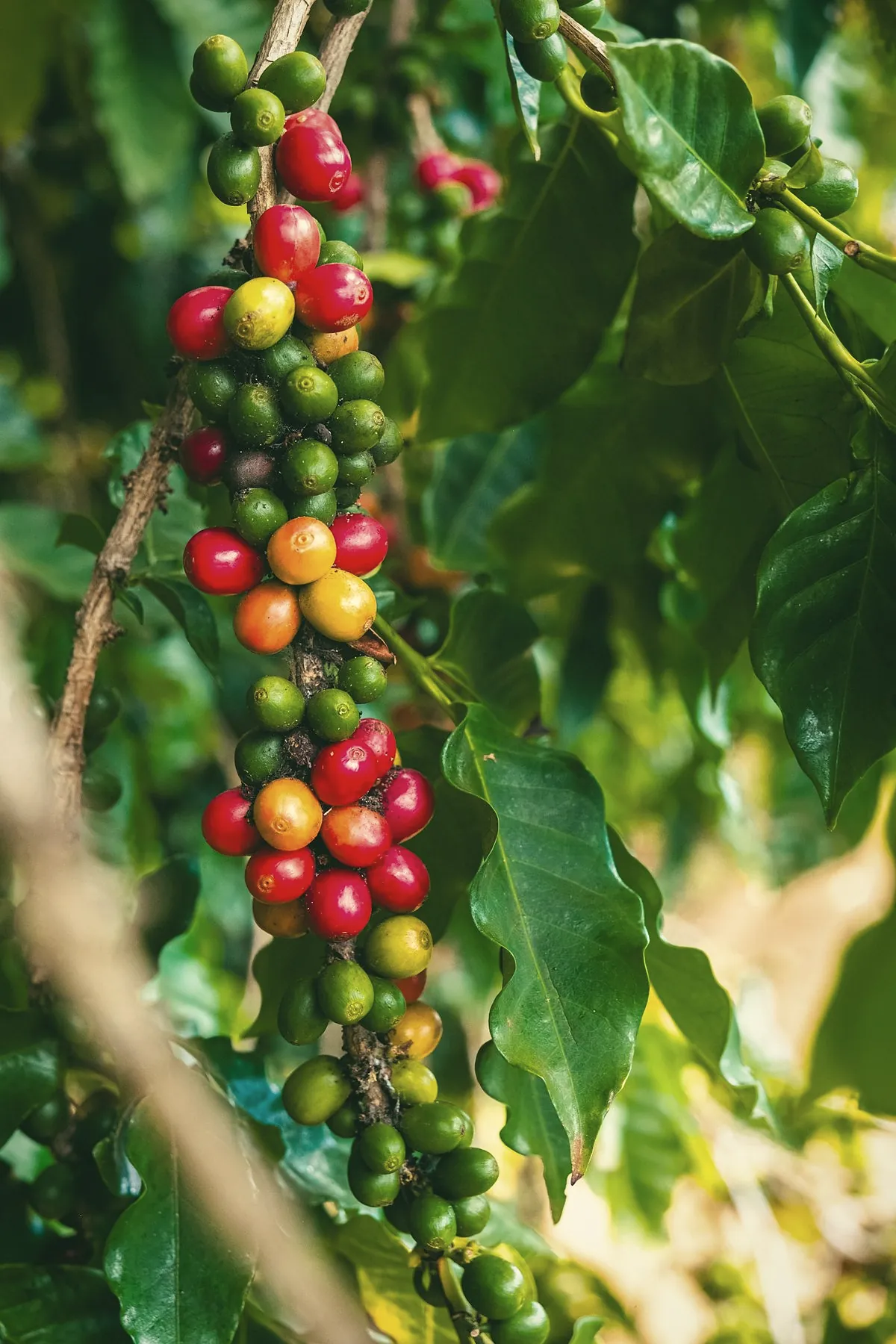 Clusters of red, orange and green coffee cherries on a branch among dark leaves