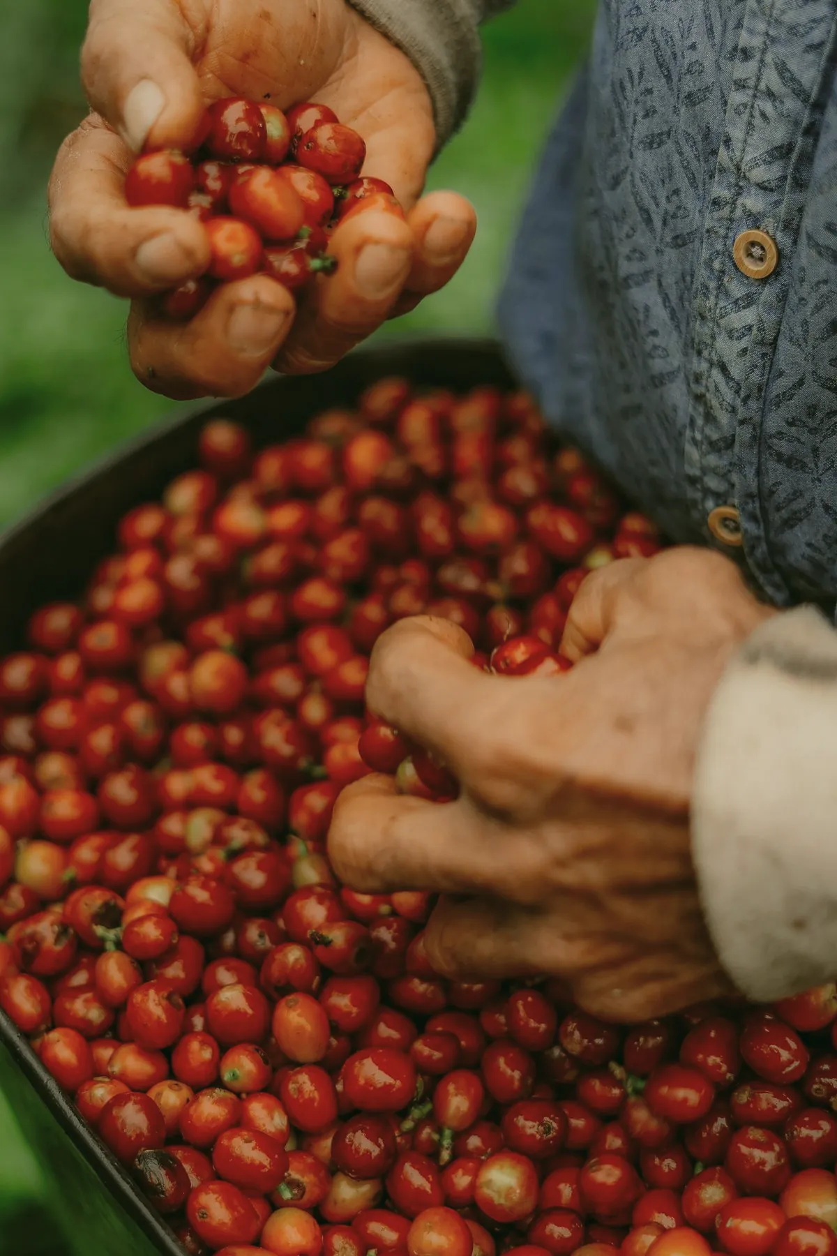 Hands sorting red coffee cherries in a large round basket