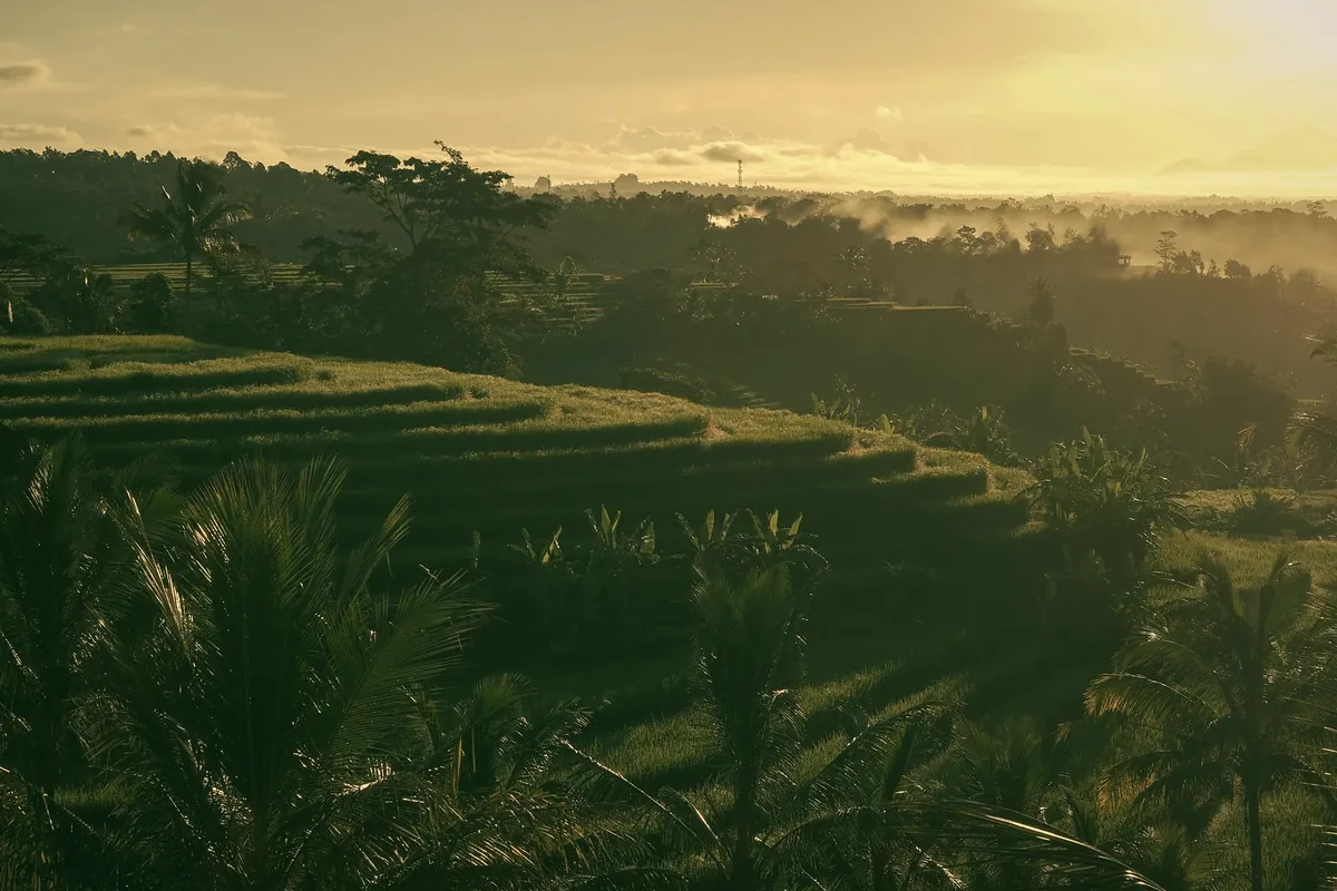 Rice terraces and palm trees in low golden light, with mist in the valley behind