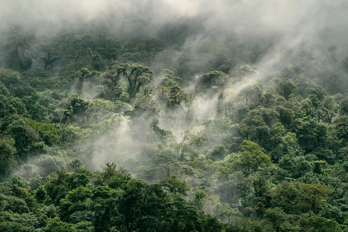 Mist drifting through a dense forest canopy on a hillside