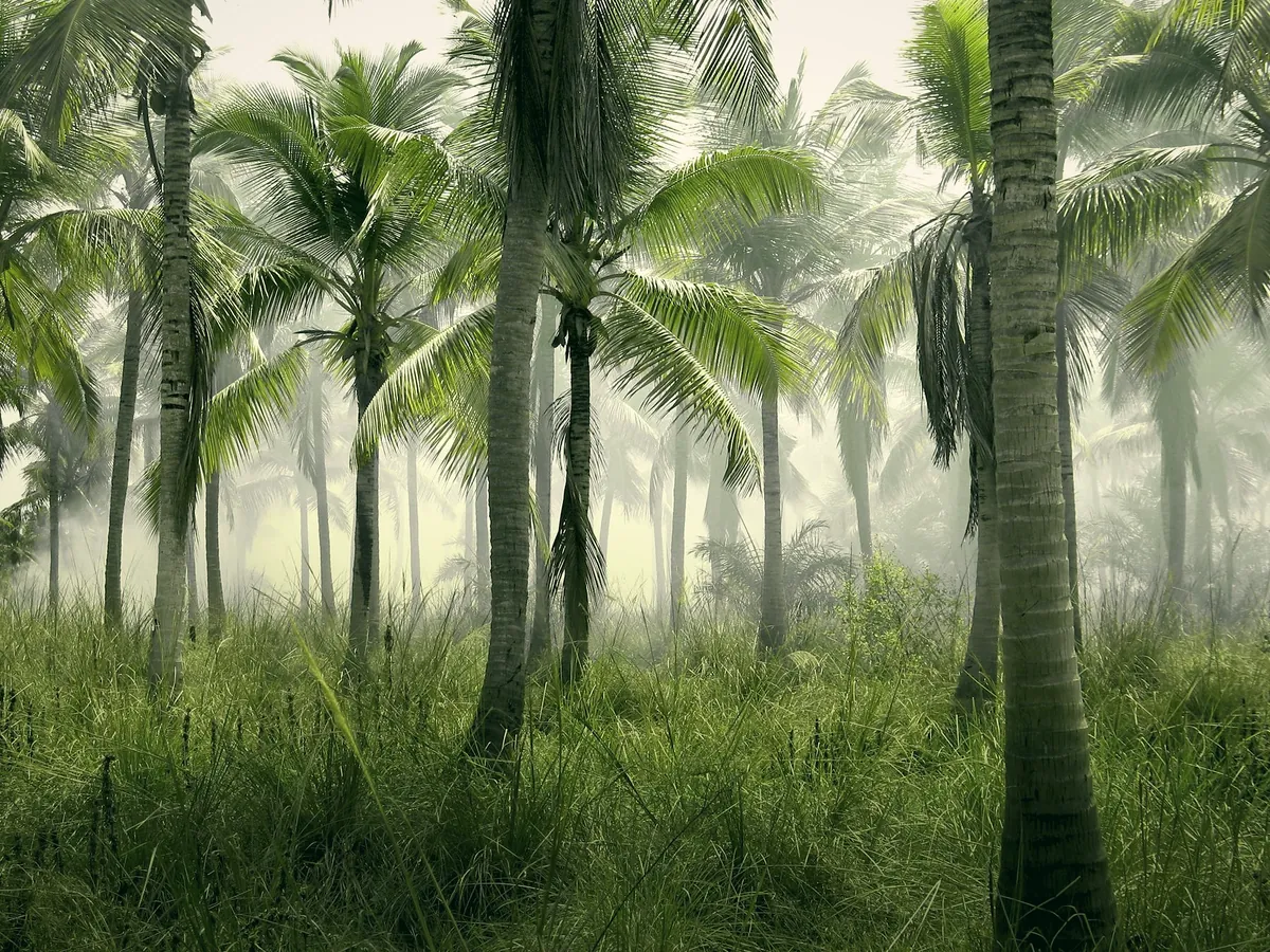 Coconut palms standing in long grass in a morning mist