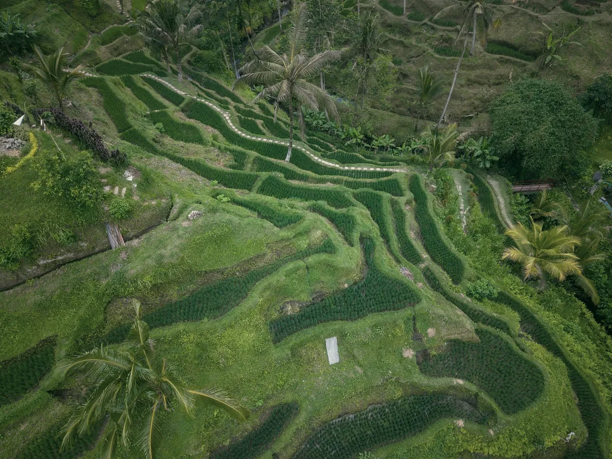 Rice terraces from above, curving lines of young green rice between palm trees