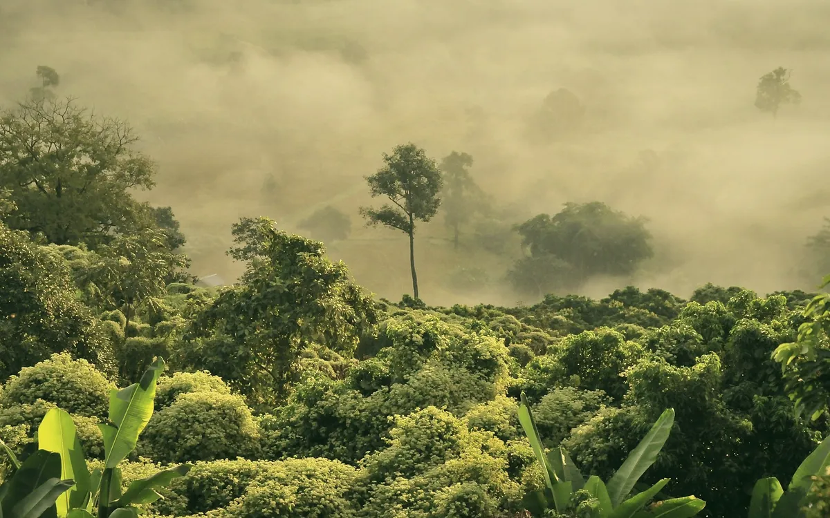 Morning mist lying over a green valley, with banana leaves in the foreground