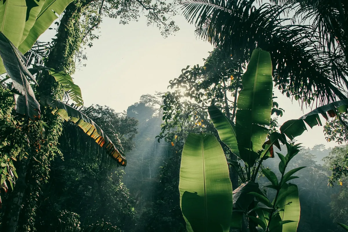 Banana leaves and tall trees in a jungle valley, with sunlight slanting through mist