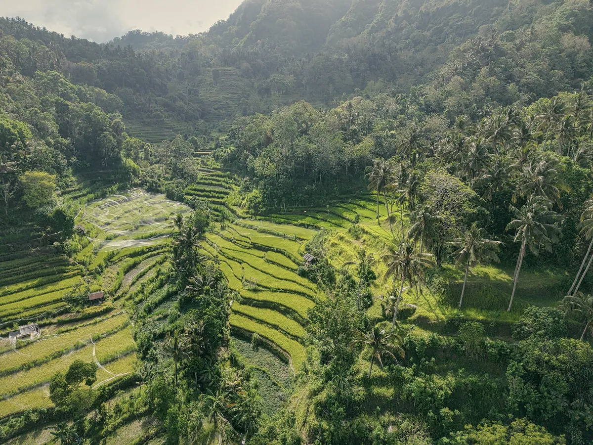 Rice terraces stepping down a green valley between coconut palms, with hills behind