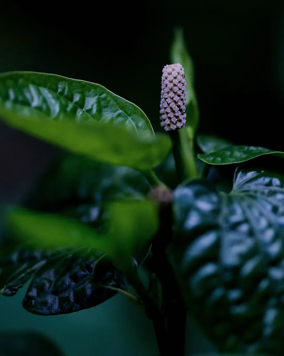 Dark green leaves and a pale flower spike in low light